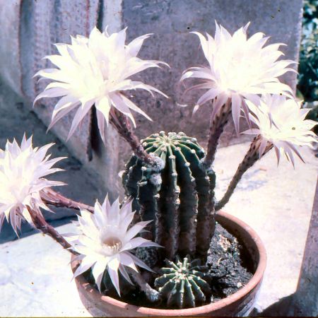 fiori di cactus